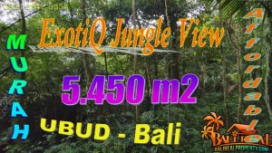 Magnificent 5,450 m2 LAND in Ubud Tampaksiring BALI for SALE TJUB869