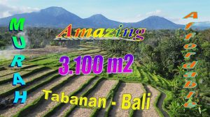 Affordable PROPERTY Penebel Tabanan LAND FOR SALE TJTB788